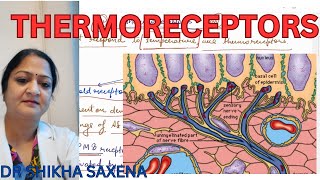 Thermoreceptors Types of receptors [upl. by Lion]