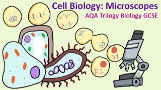 GCSE Science Biology AQA 91  Microscopy [upl. by Atilem149]