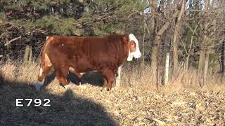 2018 Brink Fleckvieh Simmental Bull Sale Lots 7797115 [upl. by Aserehtairam]