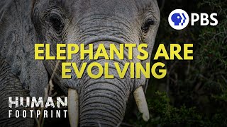 How Humans Are Reshaping Elephant Evolution [upl. by Illoh]