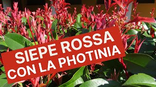 Siepe rossa con la photinia red robin [upl. by Adidnere]