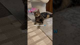 Kitty plays butterfly bopping game cat cats kitty kittycat cutecat catlover catvideos play [upl. by Vincent]