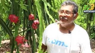 Producción de Pitahaya en San Rafael Veracruz [upl. by Ylrac505]