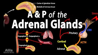 Anatomy and Physiology of the Adrenal Glands Animation [upl. by Sapphire]