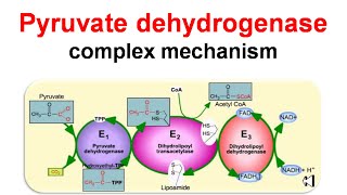 Pyruvate dehydrogenase complex mechanism [upl. by Whale]