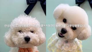 미니비숑 구름이 귀툭튀컷 햇어요Bichon grooming ビション美容 [upl. by Crawford984]