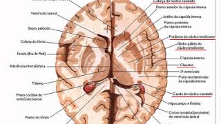 NEUROANATOMIA [upl. by Lucina260]