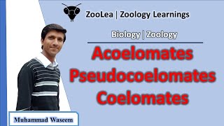 Acoelomates Pseudocoelomates and Coelomates  ZooLea  Lesson 13  Biology Zoology [upl. by Anad]