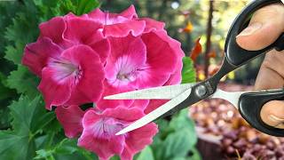 Don’t Be Afraid Definitely do this with your geraniums in the fall [upl. by Rosie278]