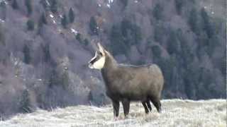 Chamois en hiver Hohneck  Vosges [upl. by Ayamat]