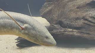 Protopterus annectens  african lungfish [upl. by Yvehc300]