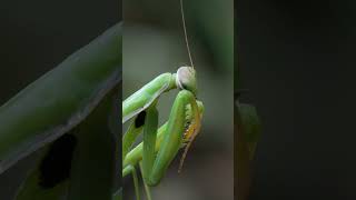 Gottesanbeterin insects nature naturfotografie insekten macro macrovideography [upl. by Anaujahs]