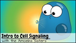 Intro to Cell Signaling [upl. by Witkin]