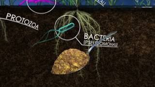 The Living Soil How Unseen Microbes Affect the Food We Eat 360 Video [upl. by Lynna]