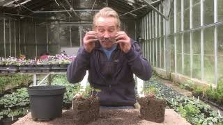 How to split hardy geraniums cranesbill geraniums in March or April stinkyditchnursery750 [upl. by Arait999]