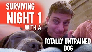 Episode 2 How To Survive Night 1 With a Totally Untrained Dog [upl. by Kendal]