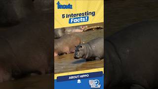 5 Fun Facts About Hippos That Will Make You LOL 🦛😂 HippoFacts naturelovers amazinganimals [upl. by Iclek]