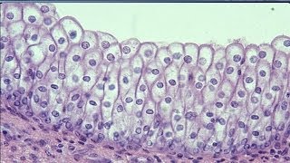 Istologia 04  Epitelio di rivestimento composto parte 2 ed epitelio sensoriale [upl. by Houghton647]