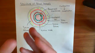 Endothelium Derived Relaxation Factor Part 1 [upl. by Sirrah]