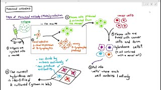 1111 Monoclonal Antibodies Cambridge AS A Level Biology 9700 [upl. by Origra124]