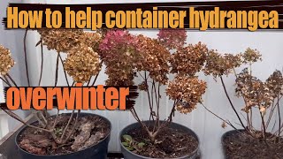 How to Prepare Container Hydrangeas for Winter  Overwintering Potted Hydrangeas [upl. by Lowry]