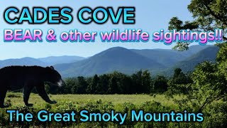 CADES COVE Drive with BEAR Sighting amp Other Wildlife smokies bears [upl. by Springer445]