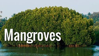 Mangroves  The Guardians of the Coasts [upl. by Adnalue]