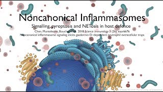 Noncanonical inflammasomes signalling pyroptosis and NETosis in host defence [upl. by Pevzner]