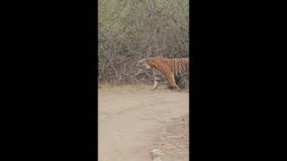 Tiger entry and Birds calling Jim Corbett National Park [upl. by Ecinerev]