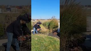 Cutting LARGE grasses with the ECHO HC152 ECHO trimmer gardening lawncare satisfying grass [upl. by Frere]