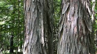 Shagbark Hickory Carya Ovata [upl. by Iredale568]