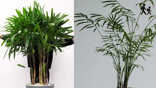 Bamboo Palm Chamaedorea seifrizii Plant Image and Video [upl. by Miuqaoj]