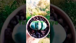 Pleiospilos nelii Split rock🌵🌄succulent cactus keşfet [upl. by Levison816]