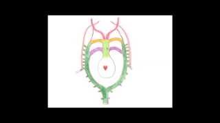 Medical Embryology  Development of the Aortic Arches and Large Arteries [upl. by Regor]