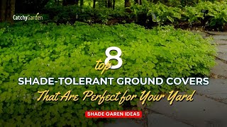 Top 8 Shade Tolerant Ground Covers That Are Perfect for Your Yard 🌳🌺  Gardening Ideas [upl. by Snook]