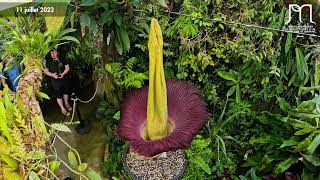 Floraison de lAmorphophallus titanum corpse flower titan arum  Timelapse [upl. by Pascale]