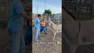 PILILIU SE LIVROU DE UMA QUEDA NO BURRO 🤣 [upl. by Benoite]