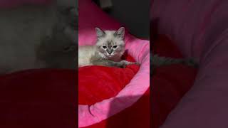 My fur baby massaging her bed Or she’s finding her fur meowmy Hmmm 🤔 kitten cutecat fyp 🐱 [upl. by Yelats]