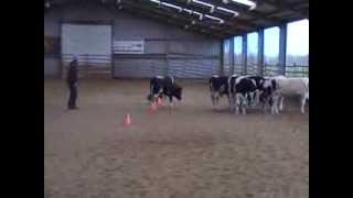 Australian Cattledog training herding cows [upl. by Pierrette]