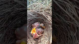 Babbler bird babies P 13 youtubeshorts viralshorts [upl. by Ellehcit]