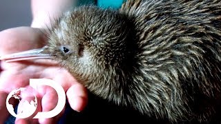 Saving Baby Kiwis From Extinction  Modern Dinosaurs [upl. by Letsirc841]