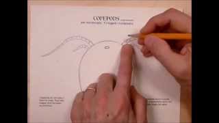 How to draw a copepod [upl. by Malkah]