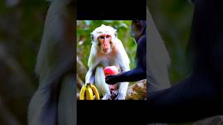 Monkey live monkey nature live 1million 1000subscriber [upl. by Toh736]