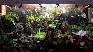 Orchidarium watering system 201931 [upl. by Seniag]