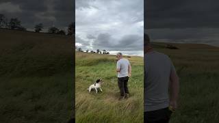 Labrador vs Spaniel gundogtraining labrador springerspaniel [upl. by Thomey609]