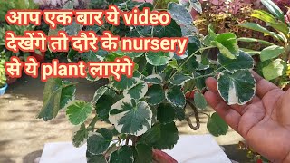 How to grow and care Aralia plant  Aralia plant benefits  Aralia variety  Indoor Plants [upl. by Hcra]