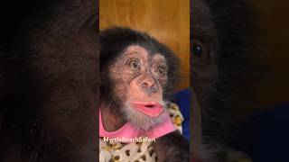 Happy chimp noises chimp chimpanzee happy cute cutebaby monkey [upl. by Llenram]