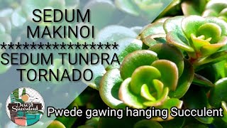 80100 Sedum Makinoi Tundra Tornado Succulent Care  Paano ba maging malago Propagation explained [upl. by Schulze]