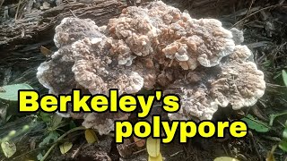 Berkeleys polypore fungi [upl. by Ian]