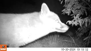 Fox cam  A couple of visitors last night Part 2 [upl. by Raimund996]